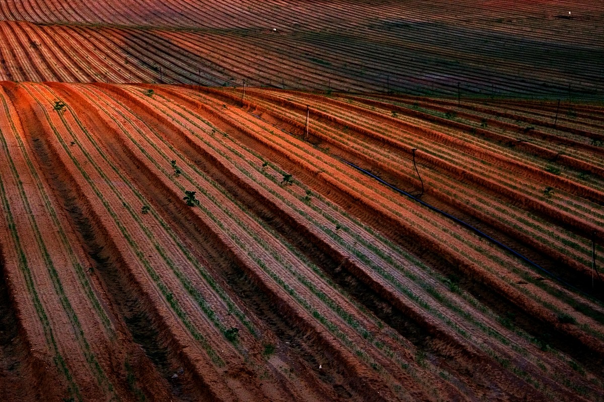מוני ליטמנוביץ