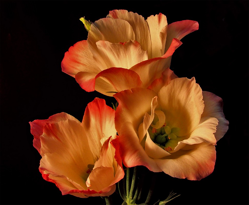 אורלי דורון