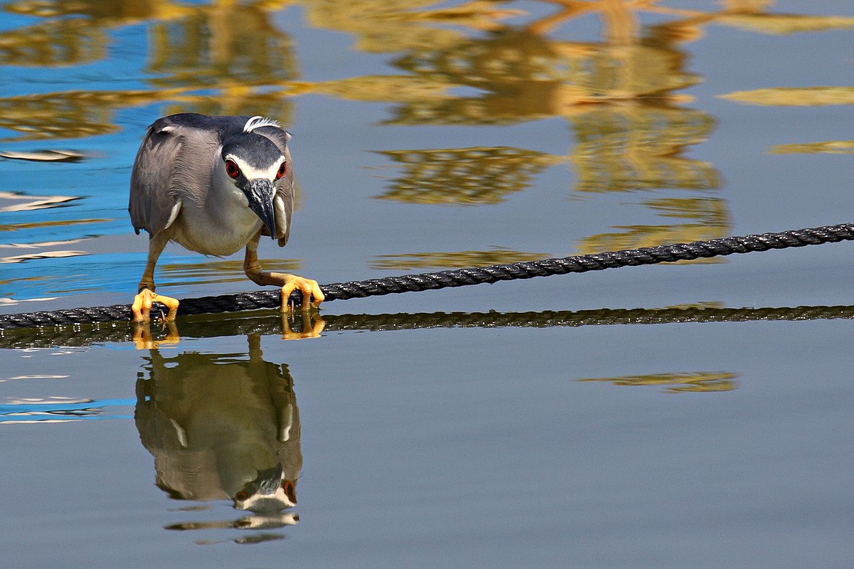 מוני ליטמנוביץ