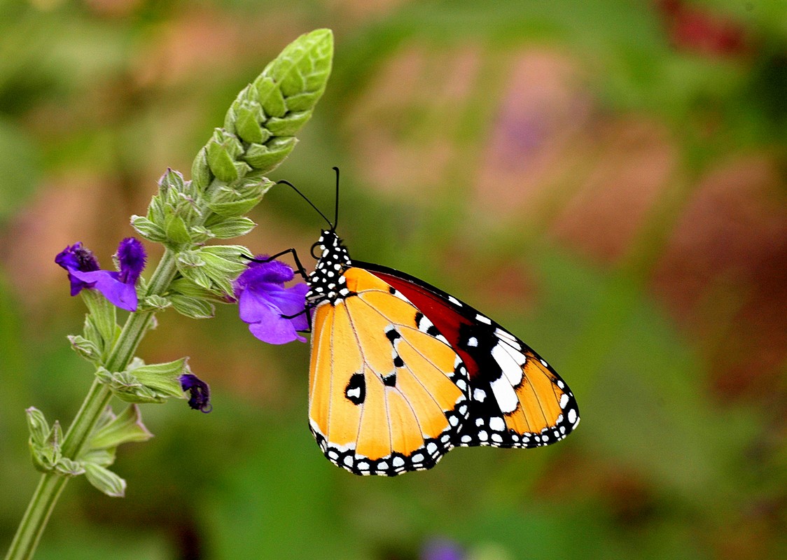 מצגת תמונות של פרפרים | צילום פרפרים
