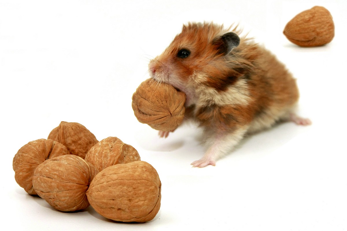 Хомяк с орехами. Хомячок с орехами. Рацион хомяка. Хомяк киви. Хомячок с орешком.