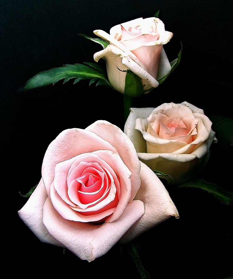 אורלי דורון