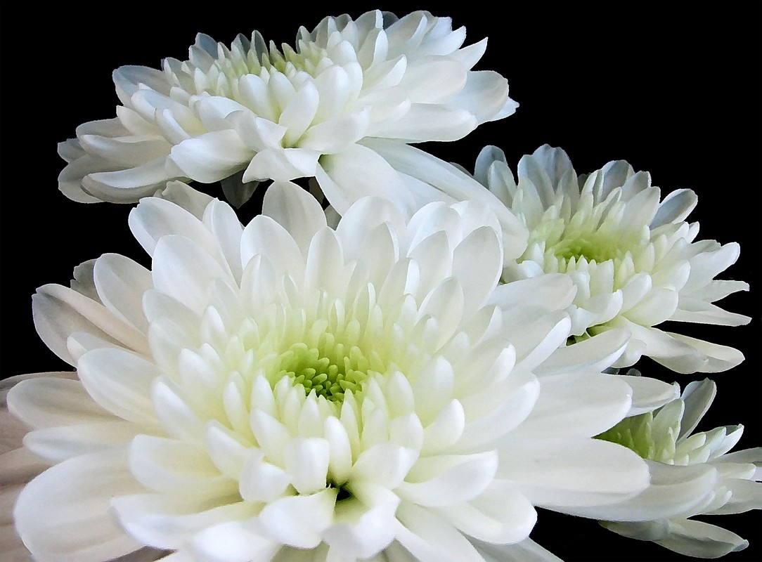 אורלי דורון