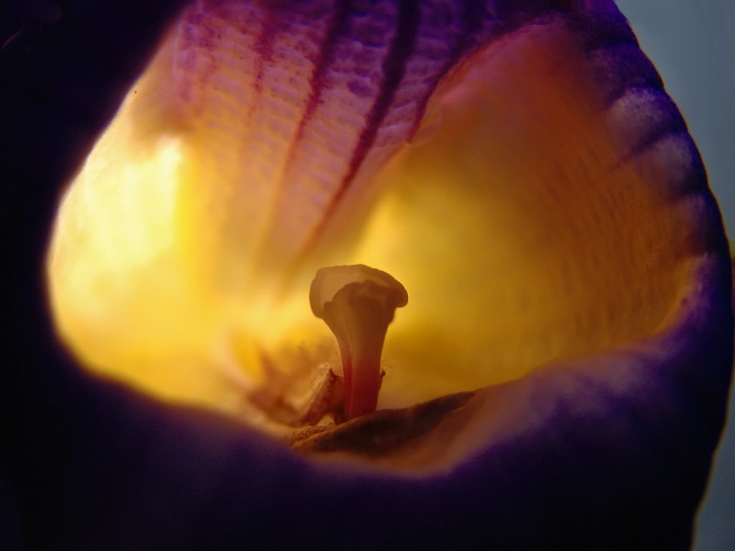 אורלי דורון