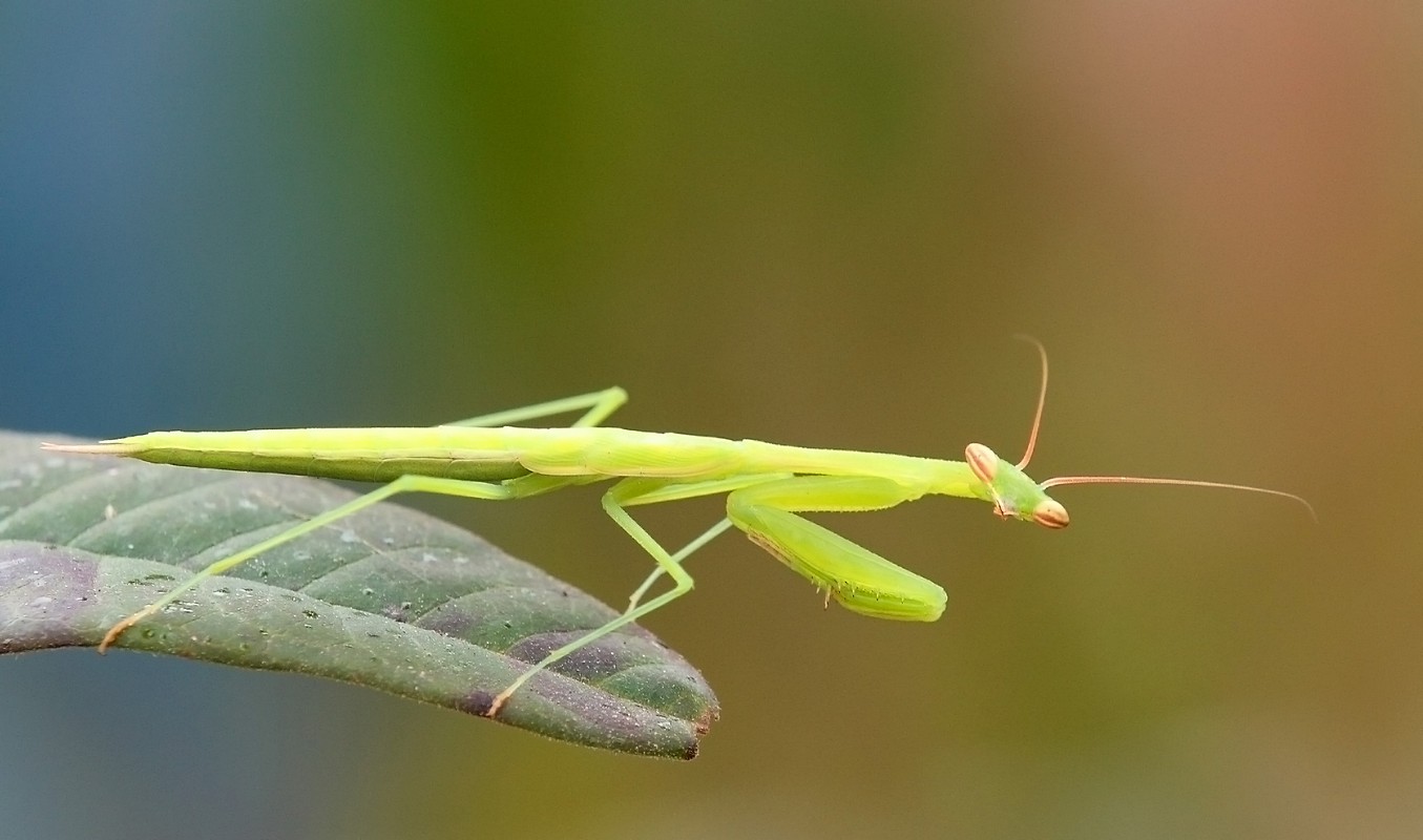 אמנון אייכלברג