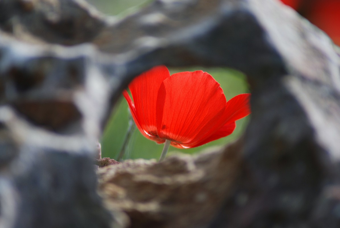 שלומי אלקריאף