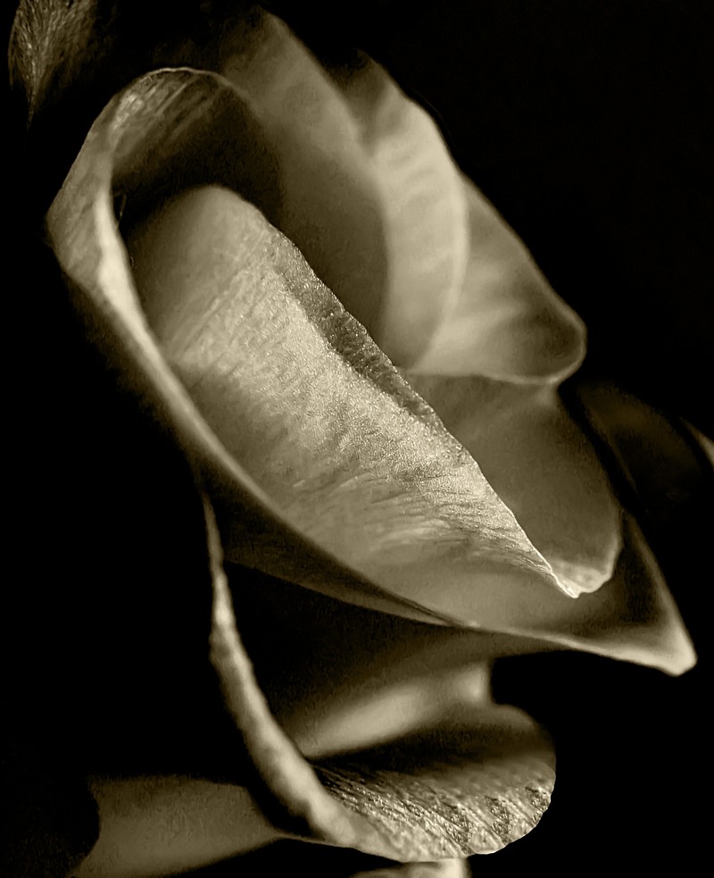 אורלי דורון