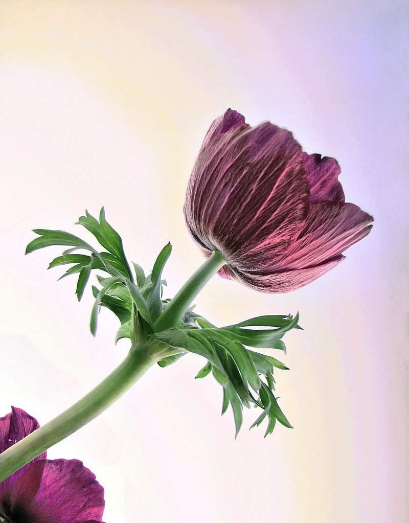 אורלי דורון