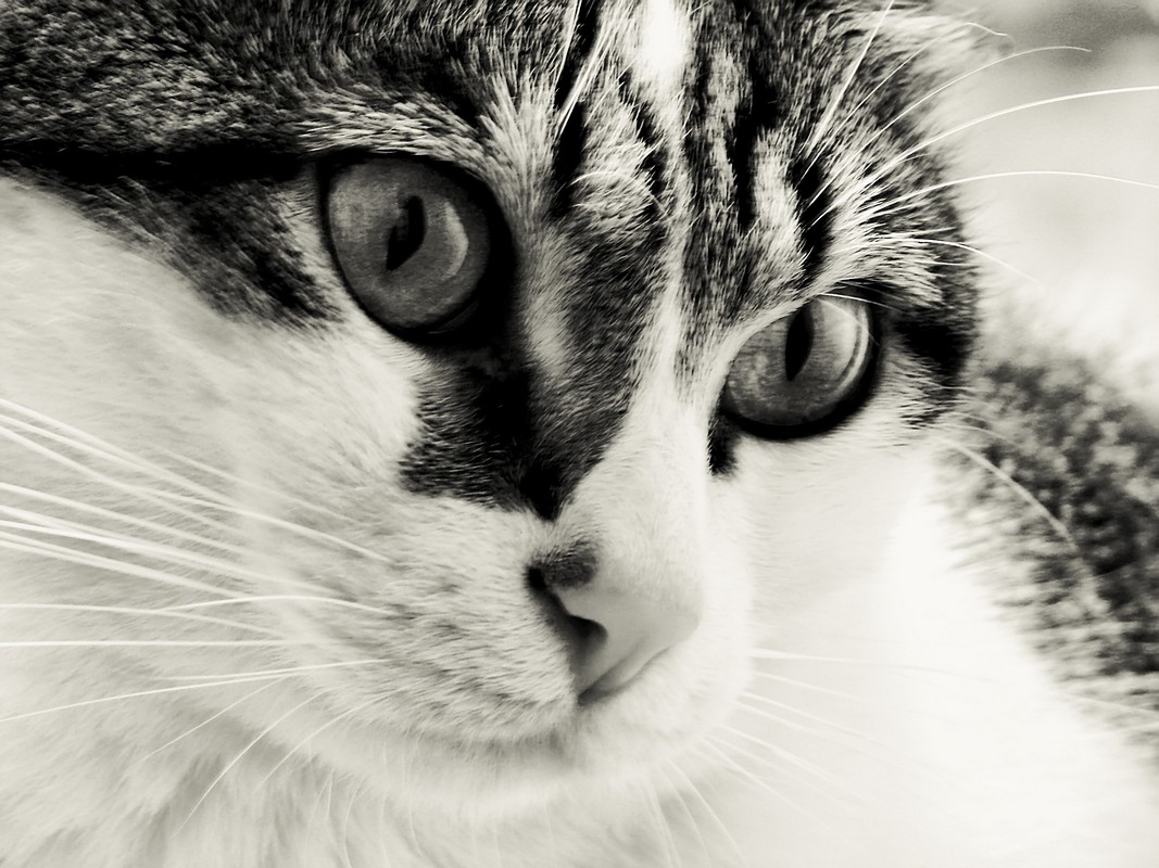 אורלי דורון