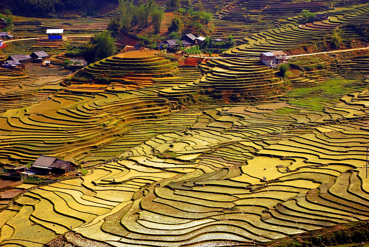 פיני  אביבי