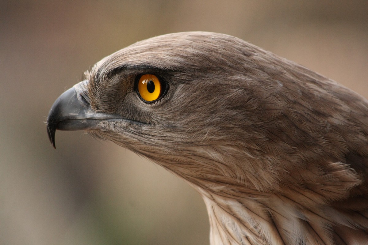 אביגדור קסטנבוים