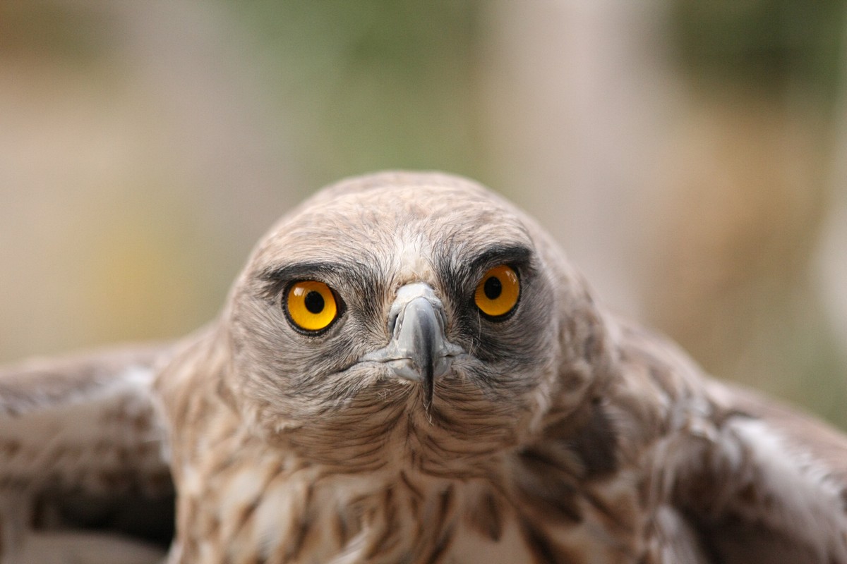 אביגדור קסטנבוים