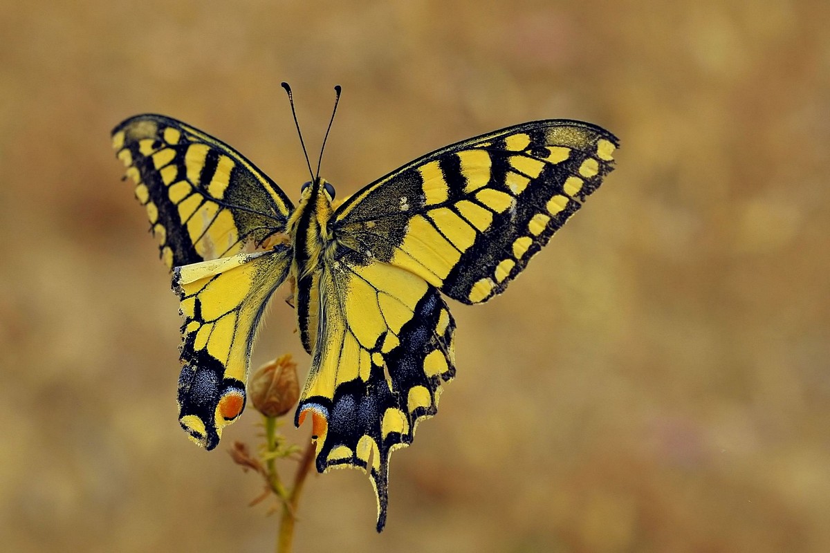 מצגת תמונות של פרפרים | צילום פרפרים
