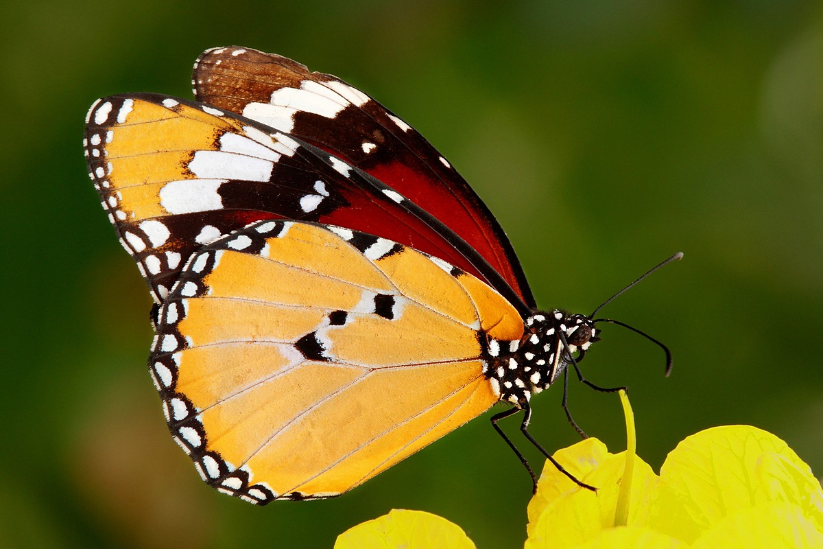 אמנון אייכלברג
