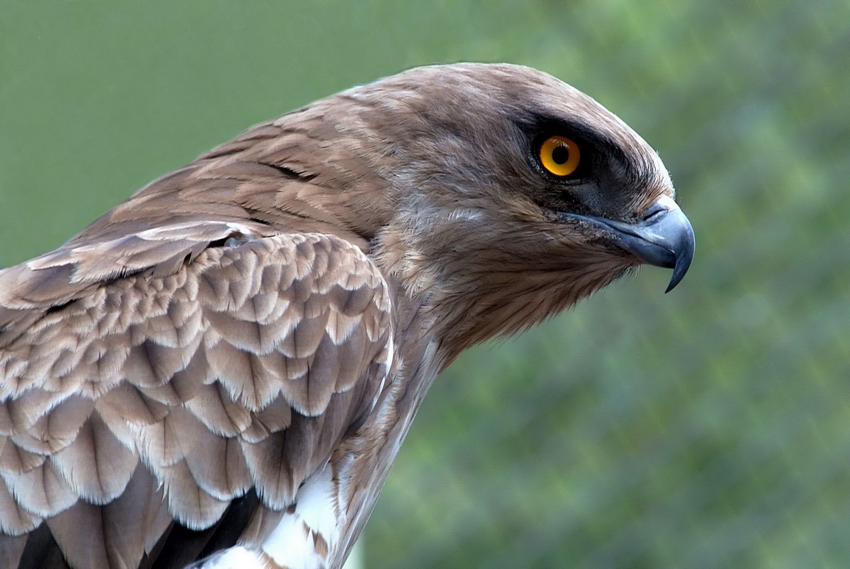 ‫שלום ניסימי‬‎