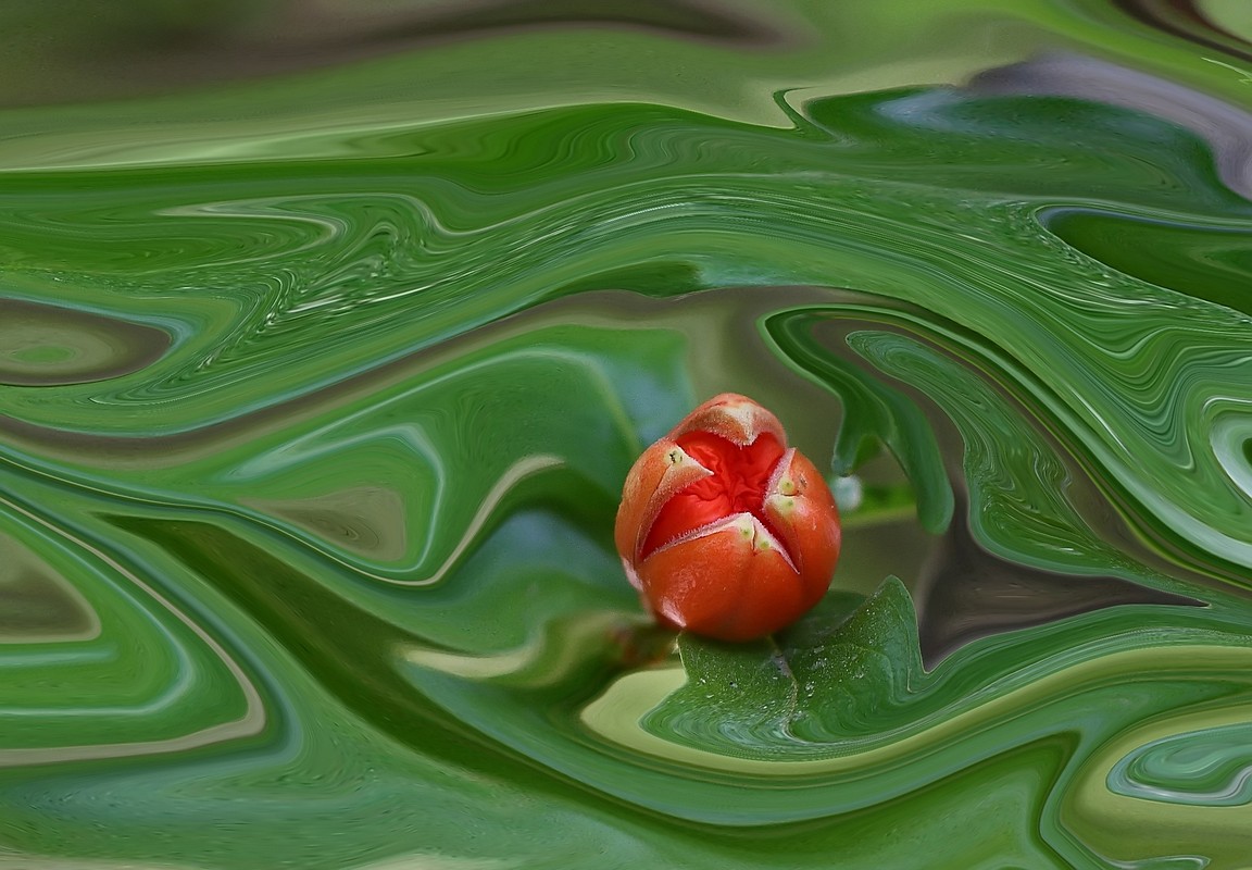 אלישע אבן טוב