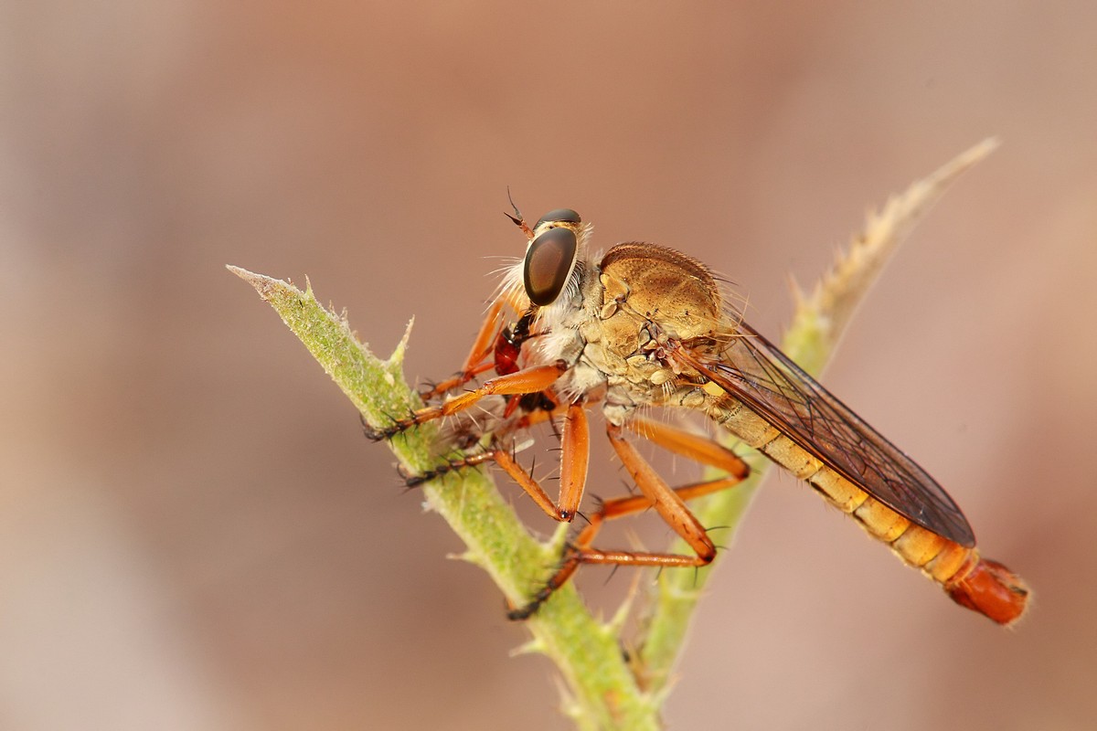 אמנון אייכלברג