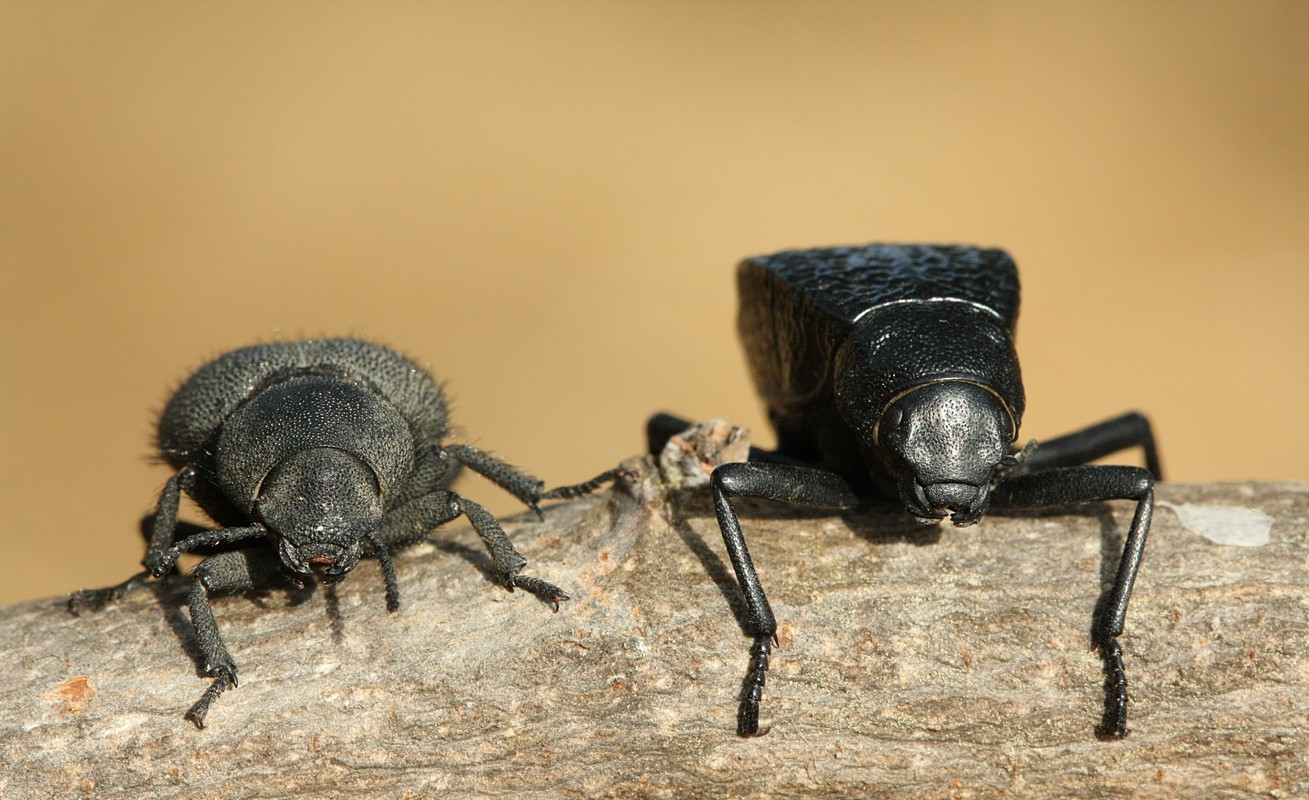 אביגדור קסטנבוים