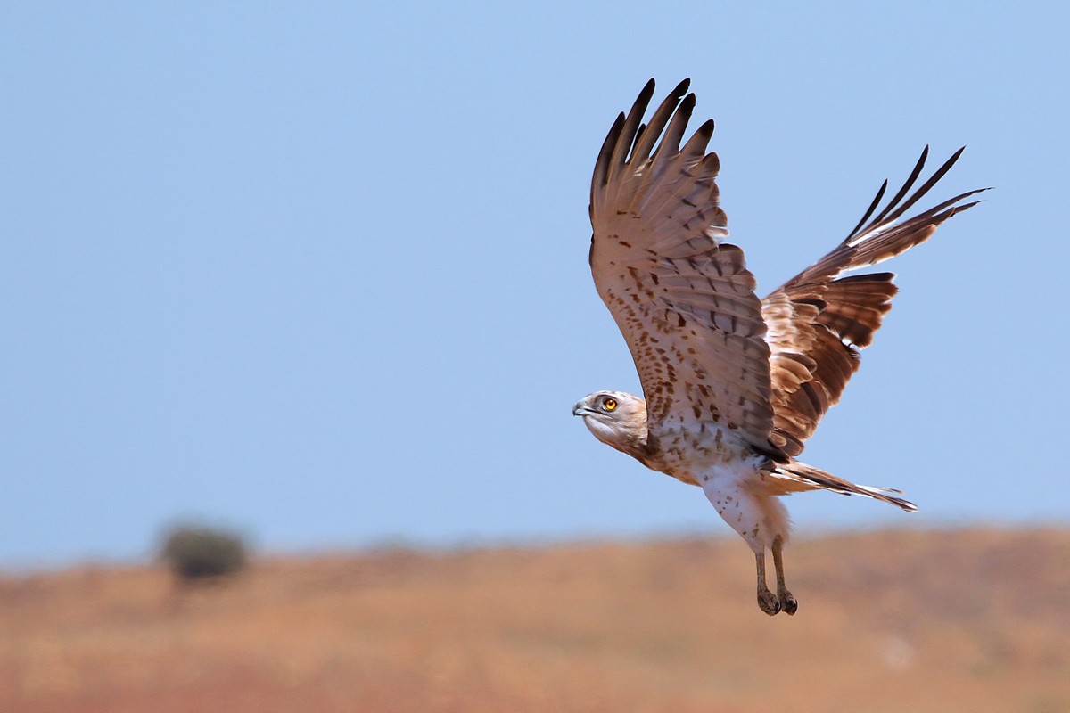 אמנון אייכלברג