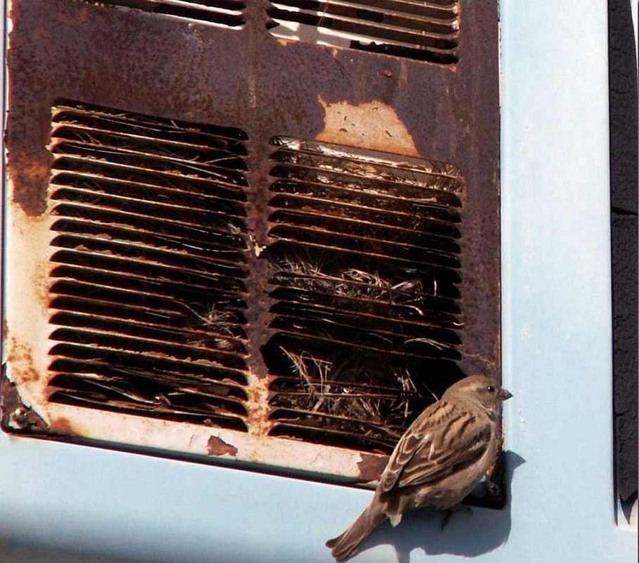 אלנה רגינסקי