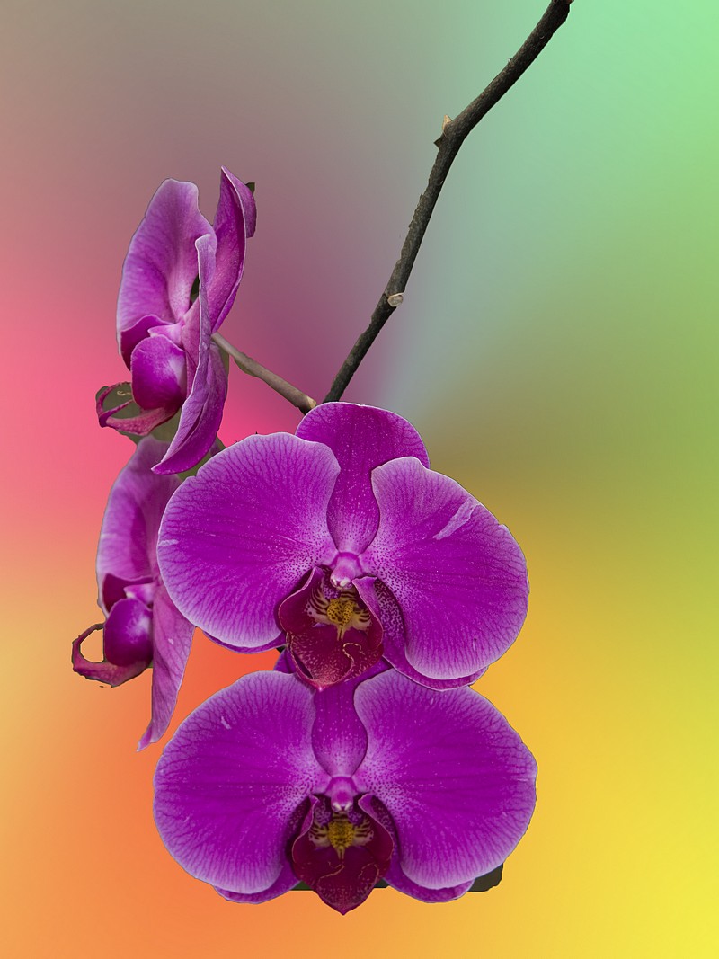 פיני דיאמנט