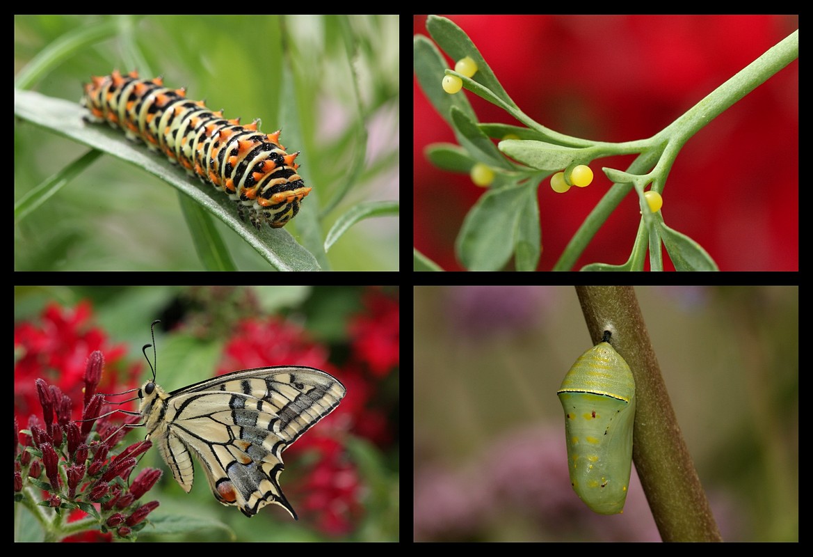 אביגדור קסטנבוים