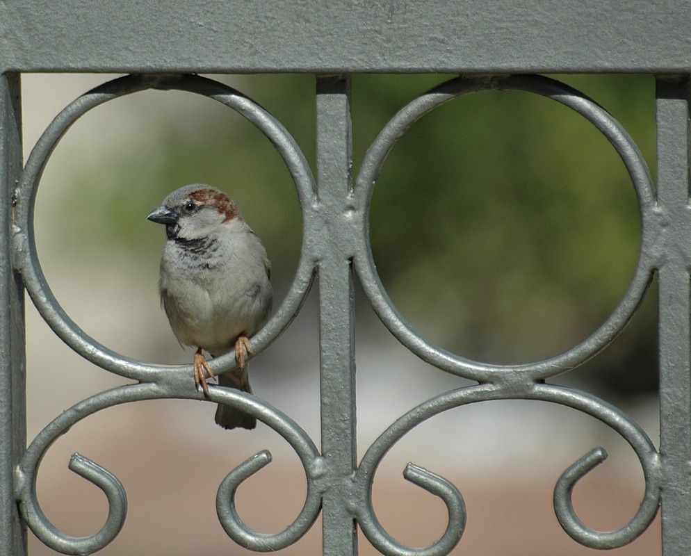 רונן רוזנבלט
