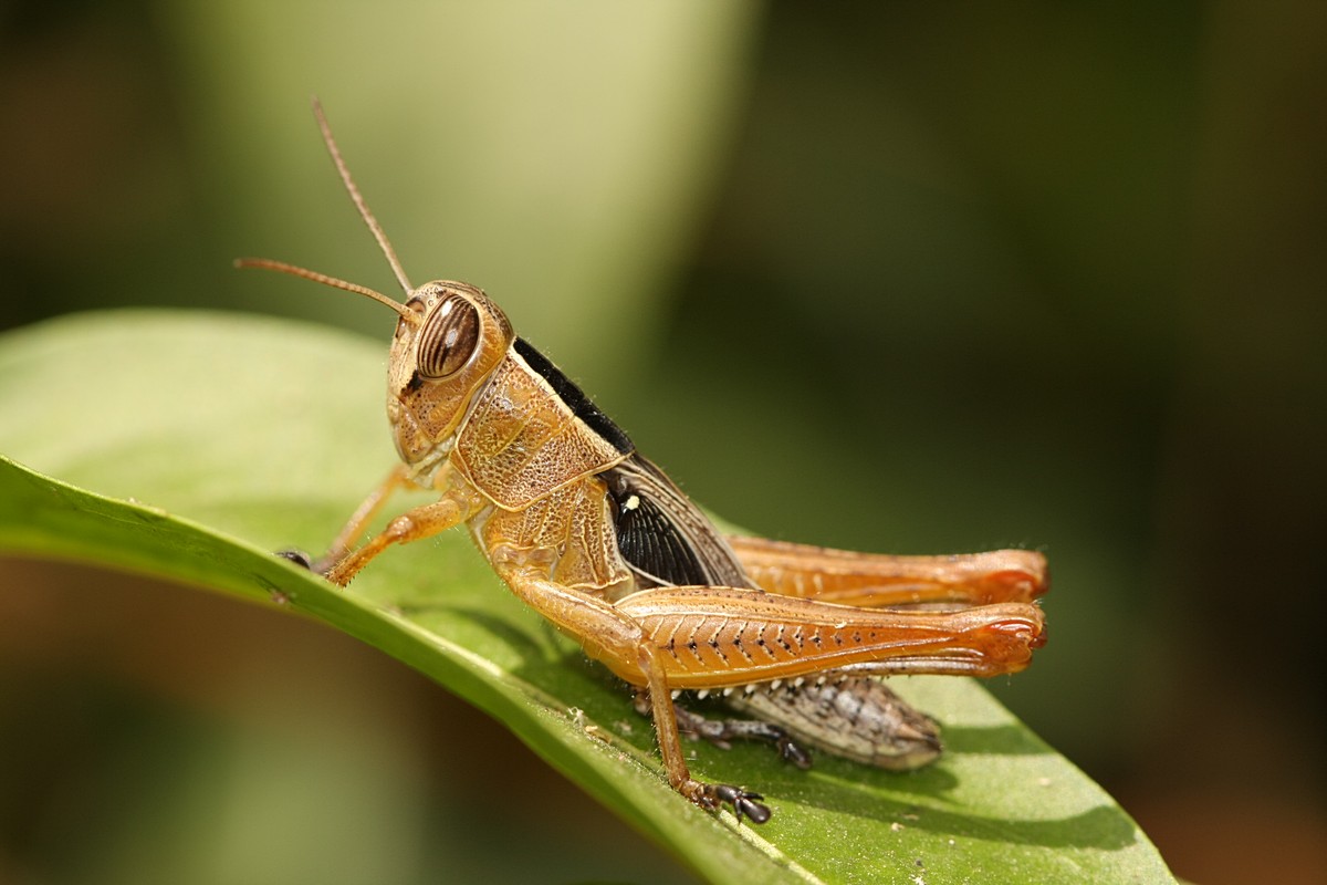 אביגדור קסטנבוים