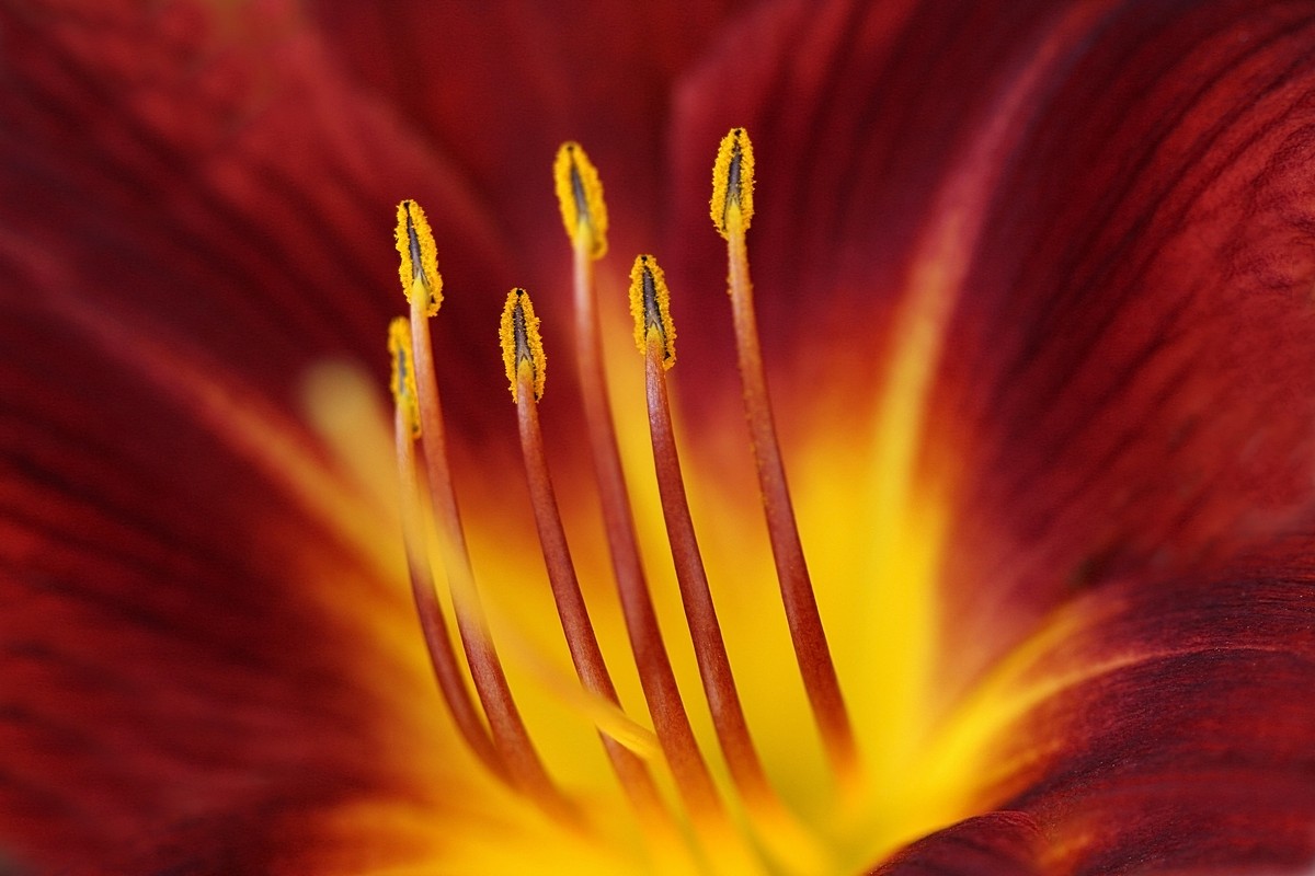 אלישע אבן טוב