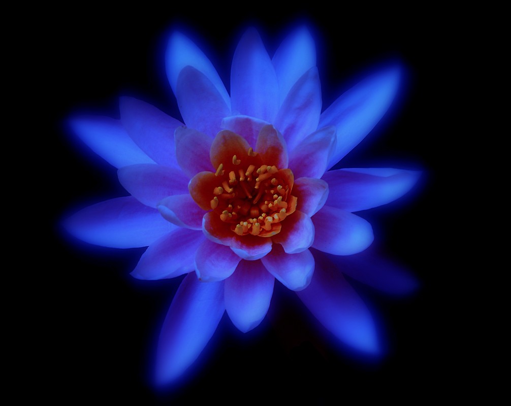 סימון קוזלובסקי