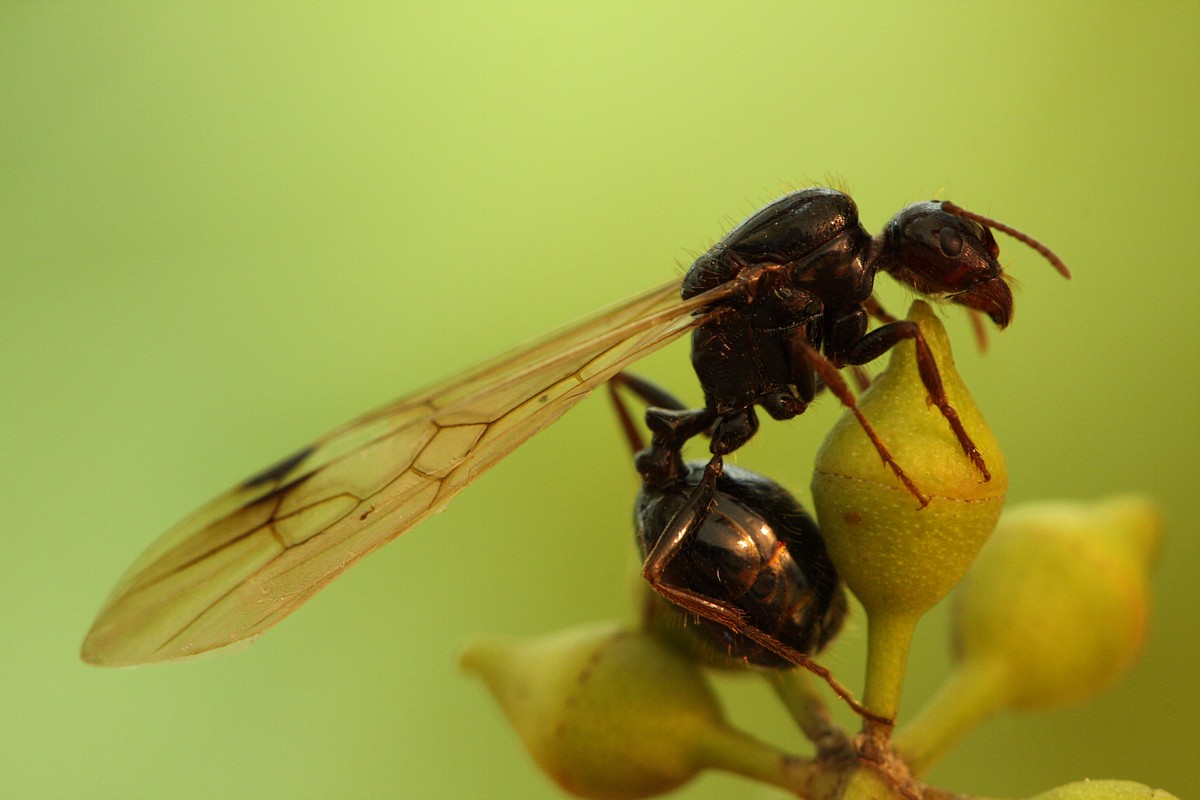 אביגדור קסטנבוים