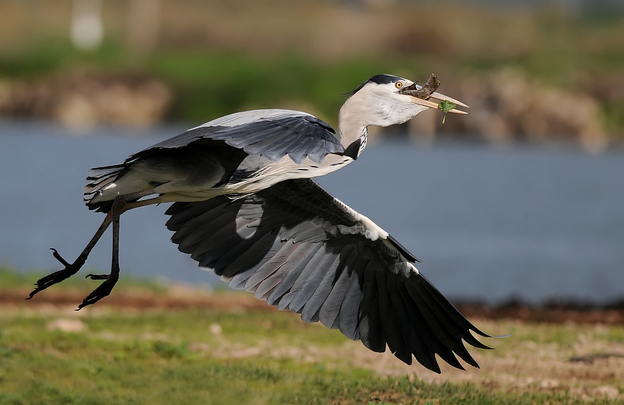 יוסף בן דוד