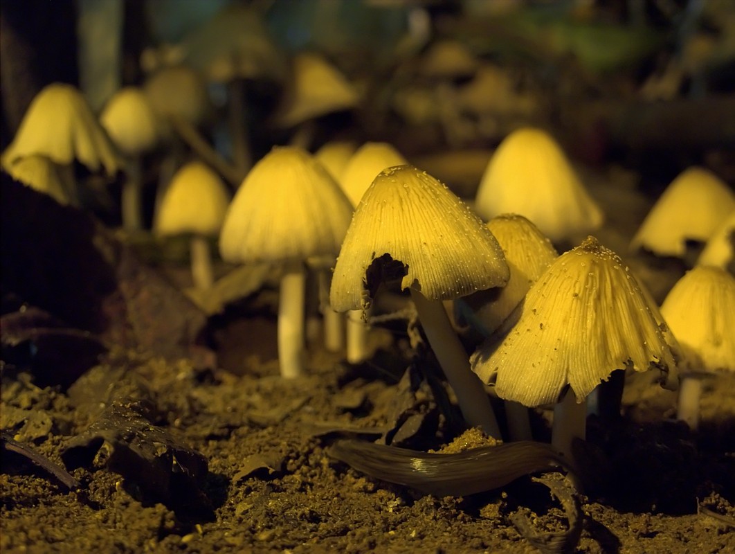 דורון מימון