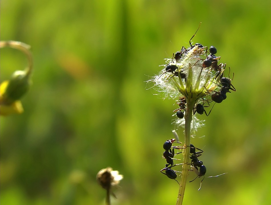 דורון מימון
