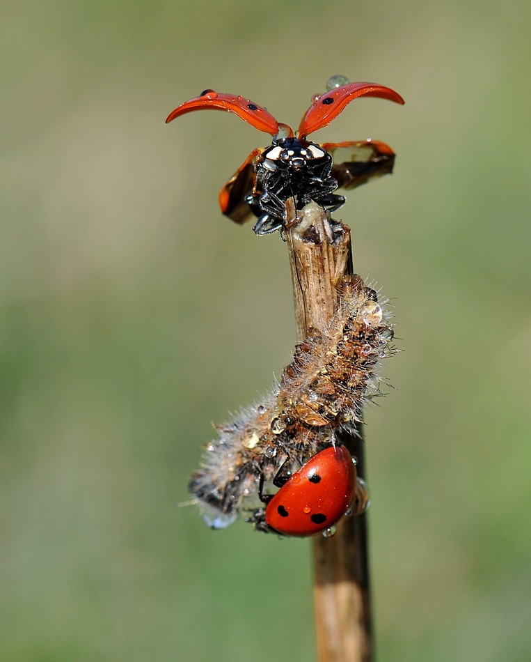 יוסף בן דוד