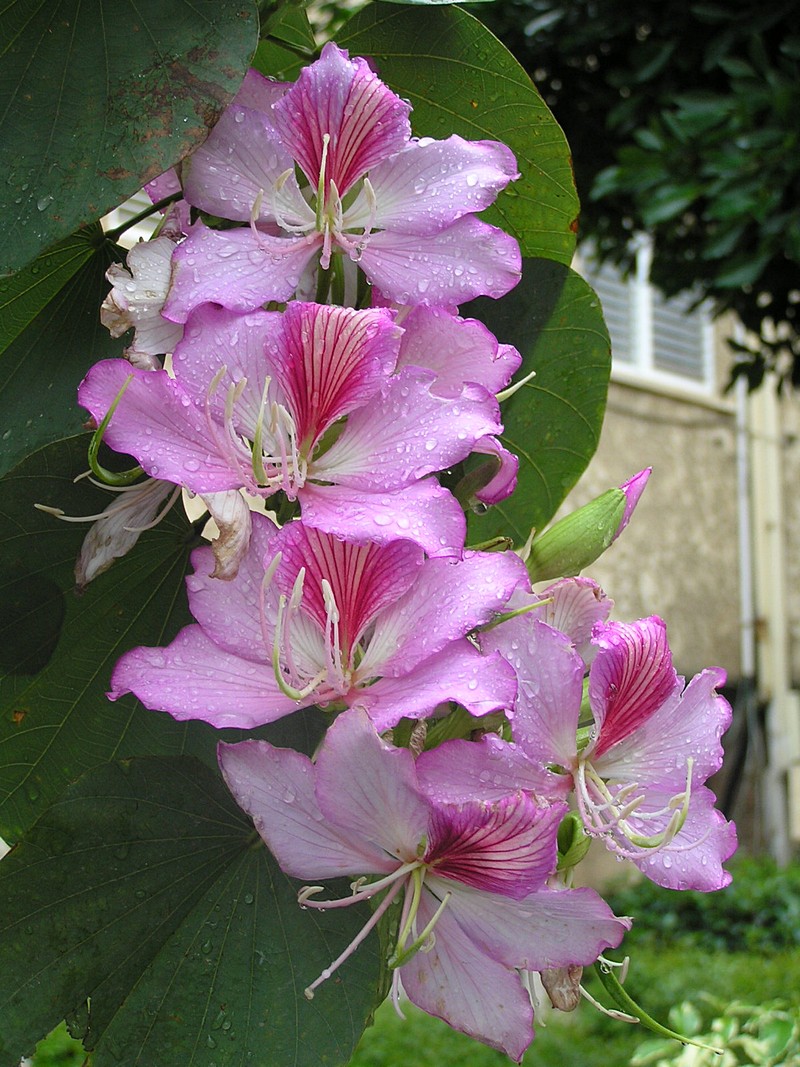אופיר רוזנברג