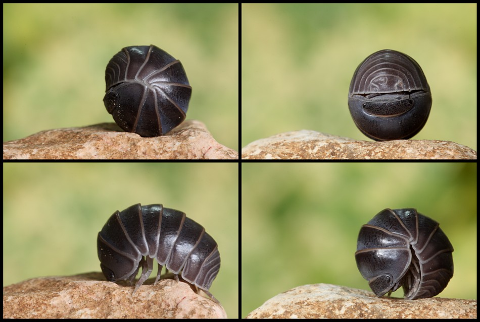 אביגדור קסטנבוים