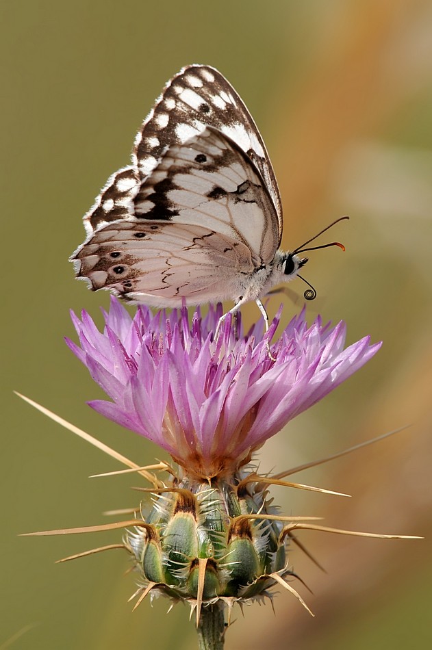 יוסף בן דוד