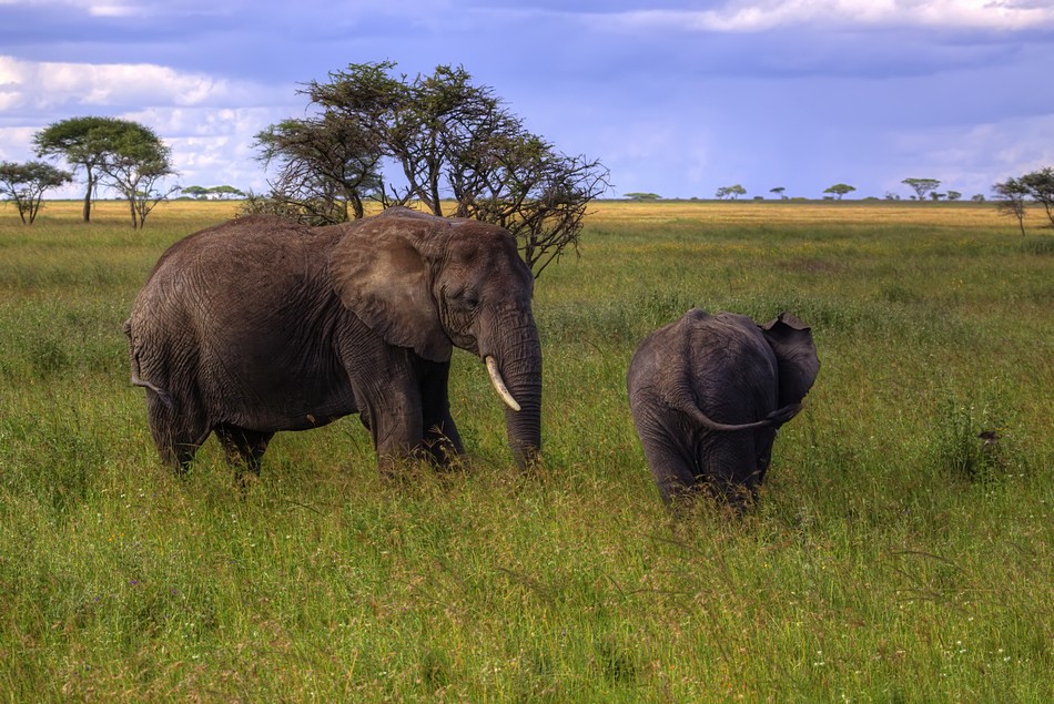 אמנון אייכלברג