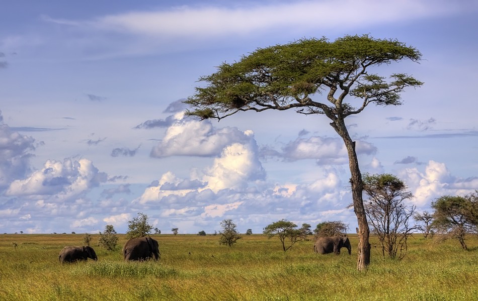 אמנון אייכלברג
