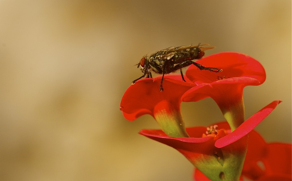 אושרית אברגיל
