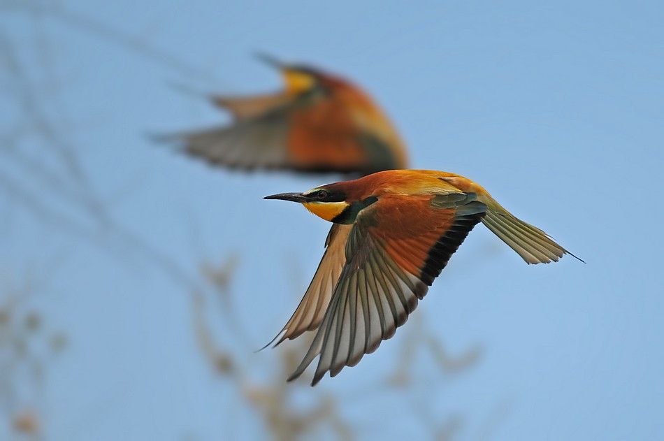 יוסף בן דוד