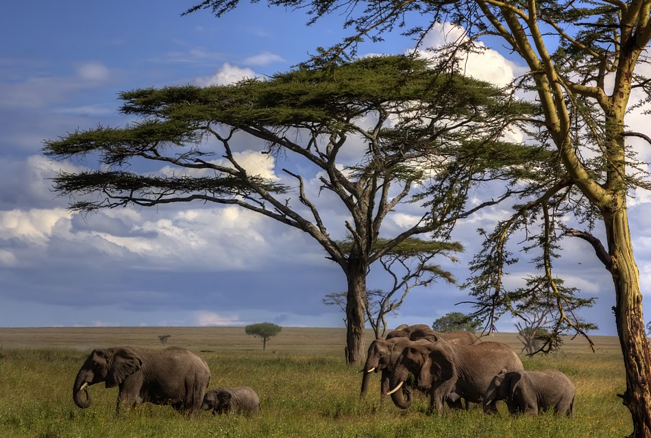 אמנון אייכלברג
