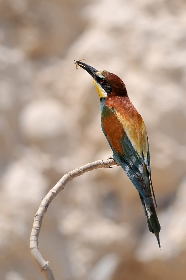 יוסף בן דוד