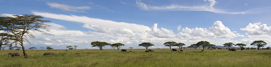 אמנון אייכלברג