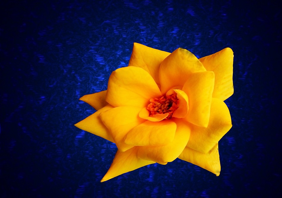 דרורה  בהרל 