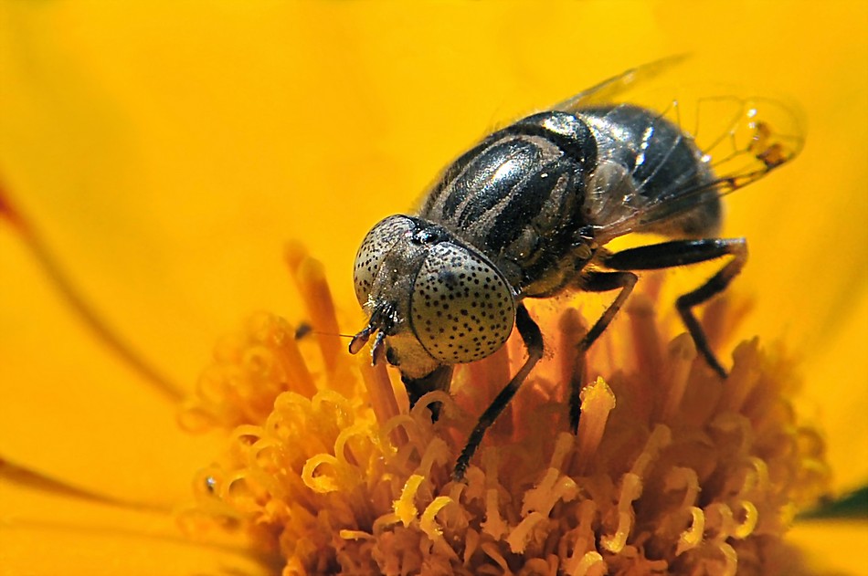 ‫שלום ניסימי‬‎