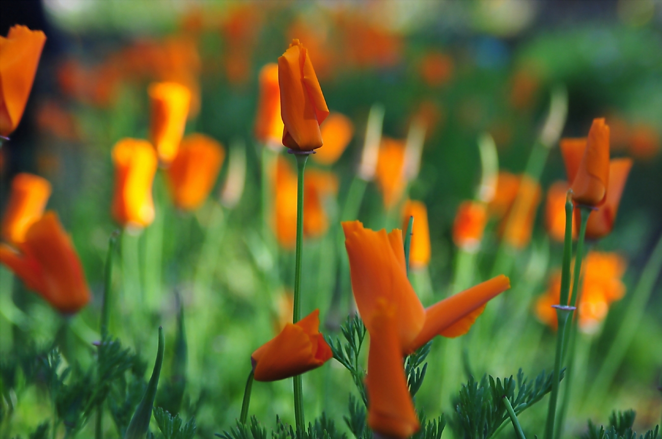 ‫שלום ניסימי‬‎