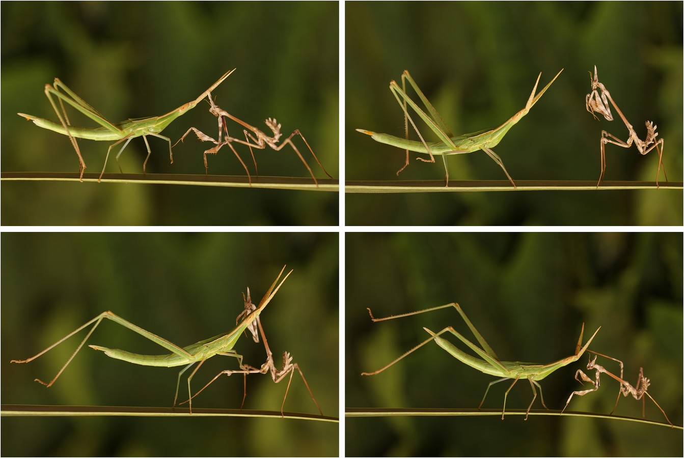 אביגדור קסטנבוים