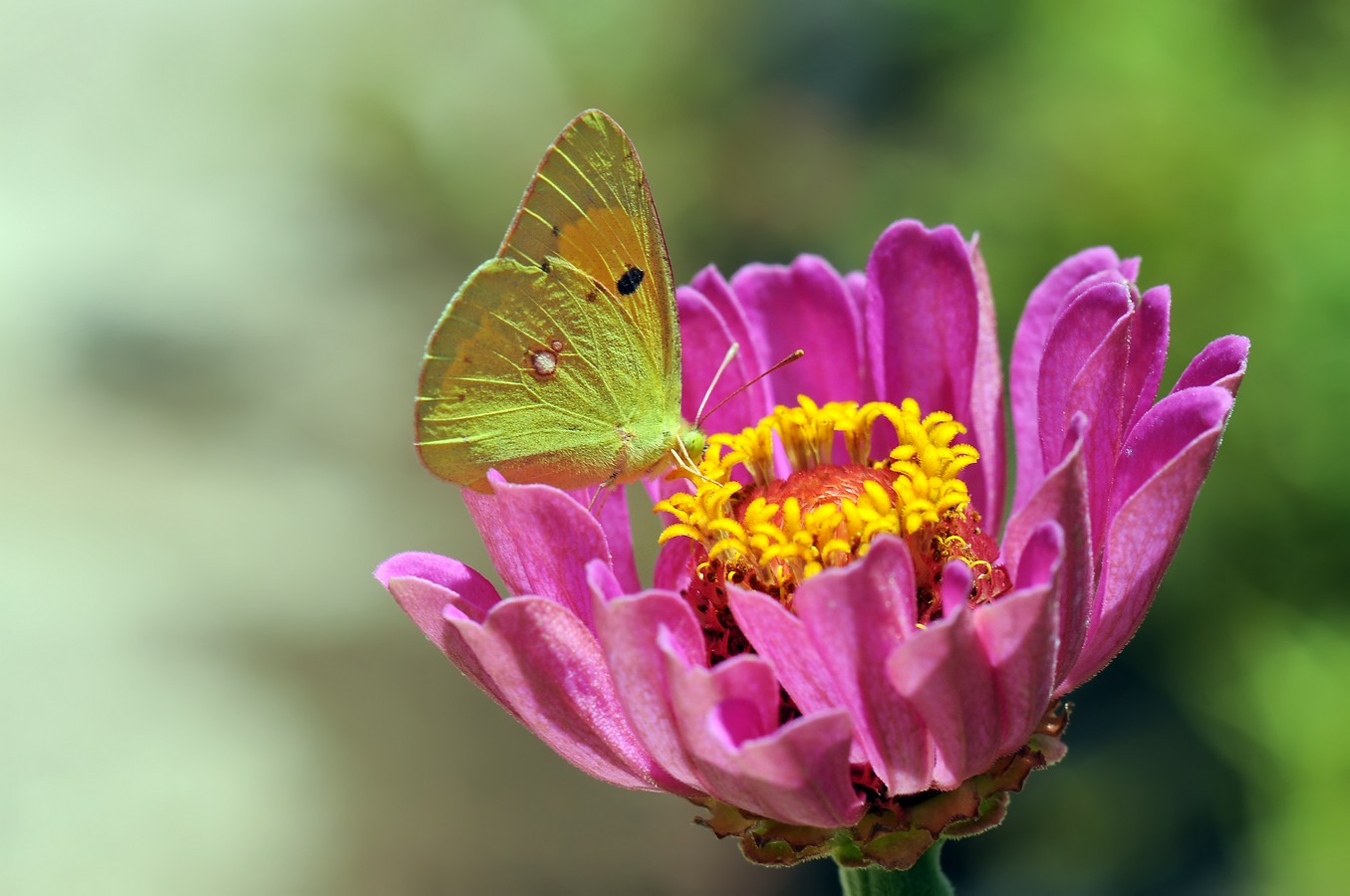 מצגת תמונות של פרפרים | צילום פרפרים